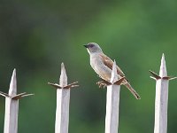 Moineau gris - Passer griseus