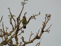 Perroquet de Meyer - Poicephalus meyeri