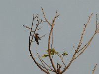 Souimanga à ceinture rouge - Cinnyris erythrocercus