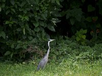 Héron mélanocéphale - Ardea melanocephala