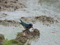 Hirondelle d'Angola - Hirundo angolensis