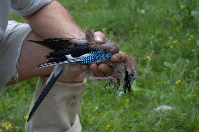 comment soigner oiseau blessé