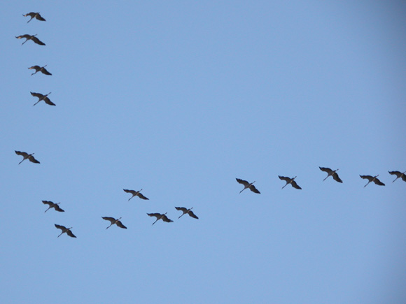 RÃ©sultat de recherche d'images pour "PHOTOS OISEAUX EN VOL CIGOGNES"