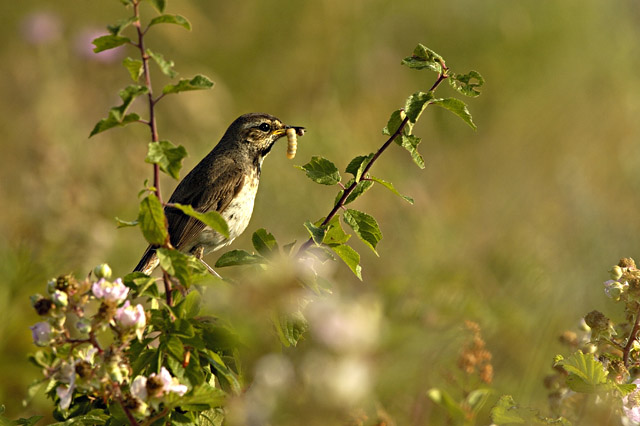 Photographie