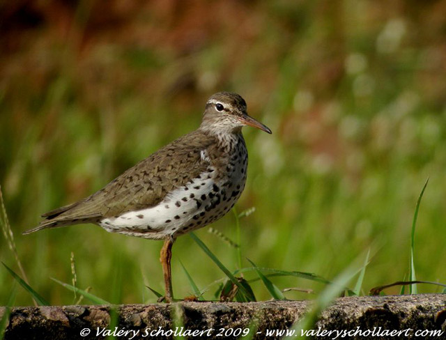 Photographie